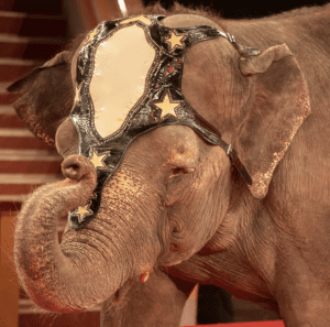 Circus Animals
