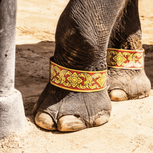 Animals in Circus