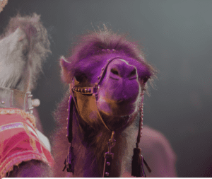 Circus Animals